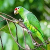 White Fronted Amazon In Forest Diamond Painting