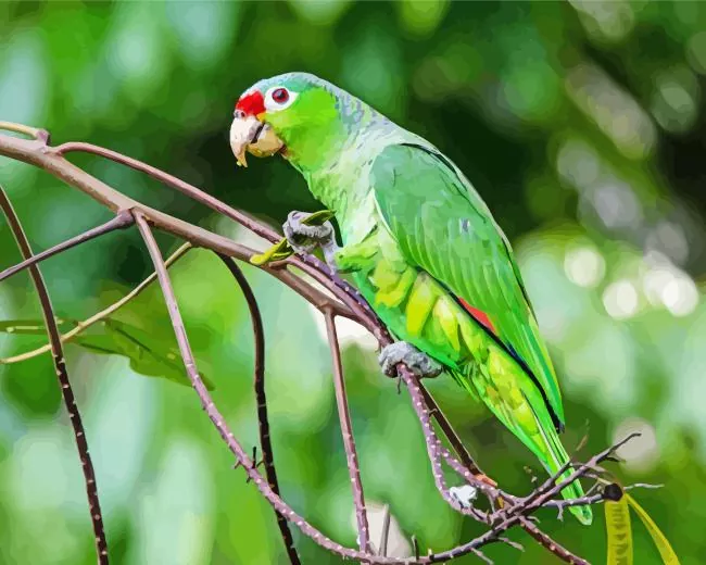White Fronted Amazon in forest Diamond By Numbers White Fronted Amazon In Forest Diamond Painting