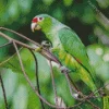 White Fronted Amazon In Forest Diamond Painting