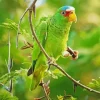 White Fronted Amazon On A Branch Diamond Painting