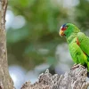 White Fronted Amazon On A Tree Diamond Painting