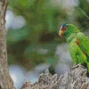 White Fronted Amazon On A Tree Diamond Painting