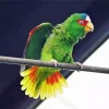 White Fronted Amazon On A Wire Diamond Painting