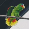White Fronted Amazon On A Wire Diamond Painting