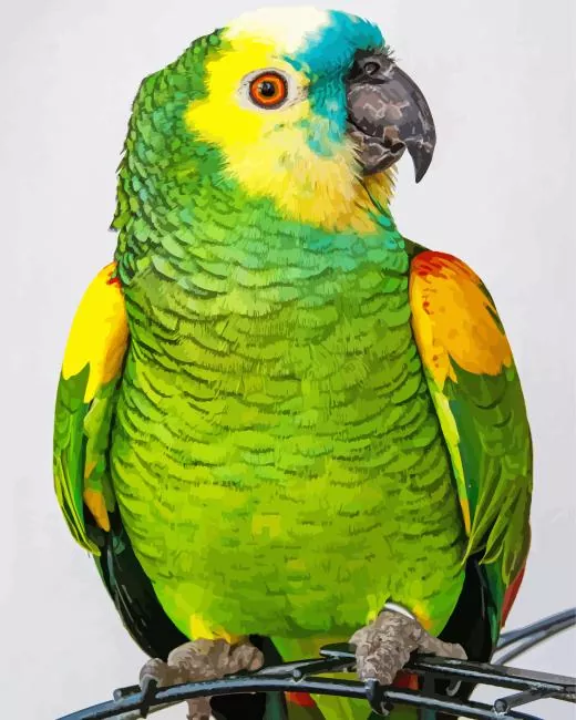 White Fronted Amazon with red eyes Diamond By Numbers White Fronted Amazon With Red Eyes Diamond Painting