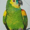 White Fronted Amazon With Red Eyes Diamond Painting