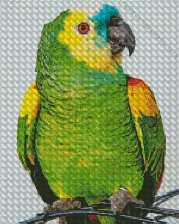 White Fronted Amazon with red eyes Diamond Dotz White Fronted Amazon With Red Eyes Diamond Painting