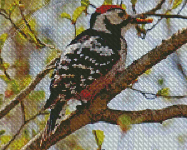 White backed woodpecker Diamond By Numbers White Backed Woodpecker Diamond Painting