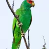 White Fronted Parrot Diamond Painting