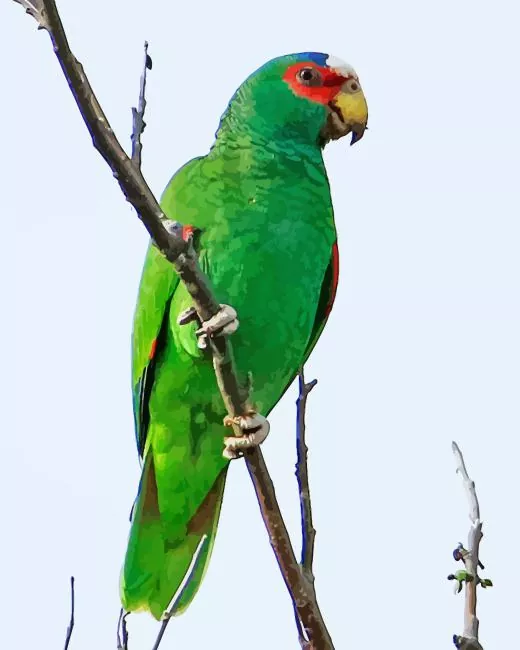 White fronted parrot Diamond By Numbers White Fronted Parrot Diamond Painting