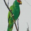 White Fronted Parrot Diamond Painting