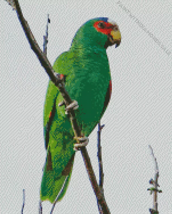 White fronted parrot Diamond Dotz White Fronted Parrot Diamond Painting