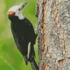 White Headed Woodpecker Diamond Painting