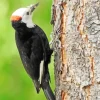 White Headed Woodpecker Diamond Painting