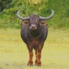 Wild Water Buffalo In A Field Diamond Painting