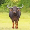 Wild Water Buffalo In A Field Diamond Painting