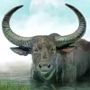 Wild Water Buffalo In A Lake Diamond Painting