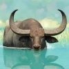 Wild Water Buffalo In Water Reflection Diamond Painting