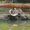 Wild Water Buffalo Swimming Diamond Painting