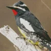 Williamsons Sapsucker Diamond Painting