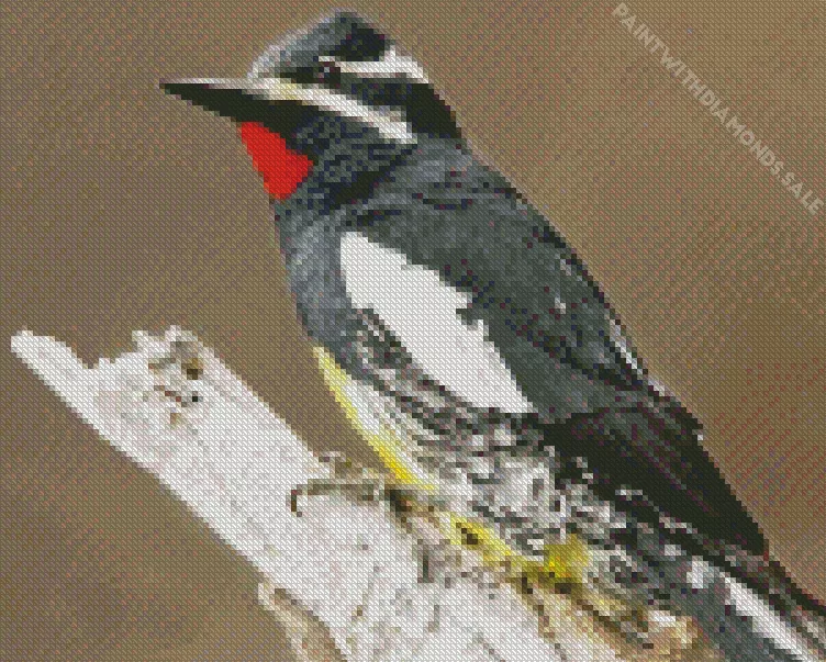 Williamson's sapsucker Diamond By Numbers Williamsons Sapsucker Diamond Painting