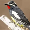 Williamsons Sapsucker Diamond Painting