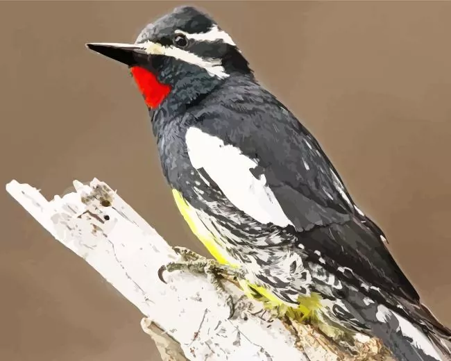 Williamson's sapsucker Diamond Paints Williamsons Sapsucker Diamond Painting