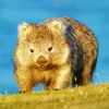 Wombat Diamond Painting