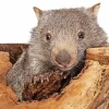 Wombat Art Diamond Painting