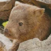 Wombat Close Up Diamond Painting