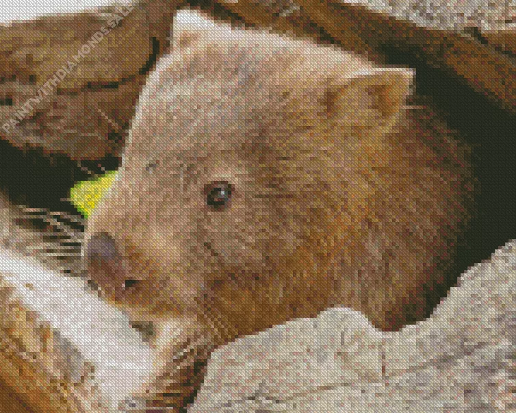 Wombat close up Diamond By Numbers Wombat Close Up Diamond Painting