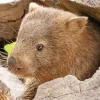 Wombat Close Up Diamond Painting