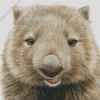 Wombat Head Diamond Painting