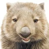 Wombat Head Diamond Painting