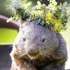 Wombat With Floral Crown Diamond Painting