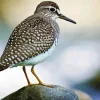 Wood Sandpiper Diamond Painting