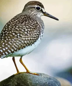 Wood Sandpiper Diamond Painting