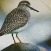 Wood Sandpiper Diamond Painting