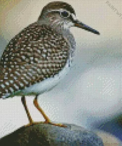 Wood Sandpiper Diamond Painting