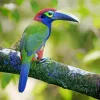 Yellow Eared Toucanet Art Diamond Painting