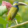 Yellow Eared Toucanet Bird Diamond Painting