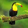 Yellow Eared Toucanet In Rain Diamond Painting