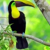 Yellow Eared Toucanet On A Branch Diamond Painting