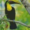 Yellow Eared Toucanet On A Branch Diamond Painting