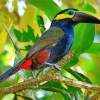 Yellow Eared Toucanet On A Tree Diamond Painting