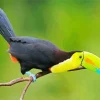 Yellow Eared Toucanet With Green Beak Diamond Painting