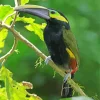 Yellow Eared Toucanet With Long Beak Diamond Painting