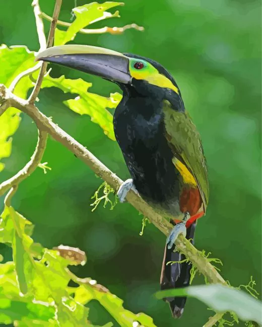 Yellow Eared Toucanet with long beak Diamond By Numbers Yellow Eared Toucanet With Long Beak Diamond Painting