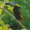 Yellow Eared Toucanet With Long Beak Diamond Painting