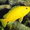 Yellow Lab Cichlid Diamond Painting